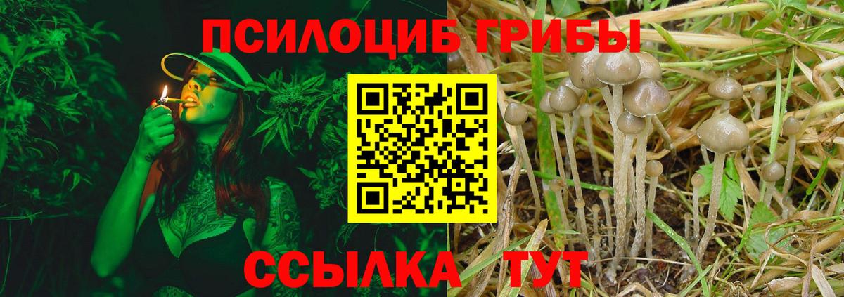 Галлюциногенные грибы Psilocybine cubensis Кызыл